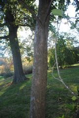 Ulmus americana