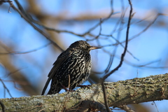 Sturnus vulgaris