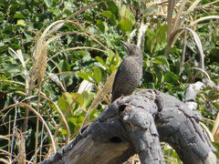 Monticola solitarius philippensis