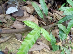 Blechnum finlaysonianum