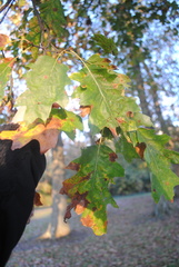 Quercus rubra