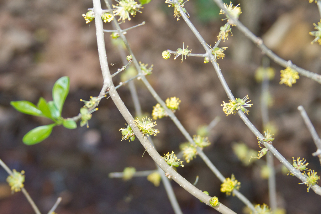 Eastern swampprivet (Forestiera acuminata)