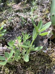 Portulaca cryptopetala