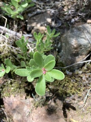 Portulaca cryptopetala