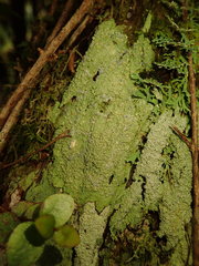 Coccotrema cucurbitula