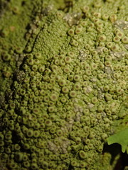 Coccotrema cucurbitula