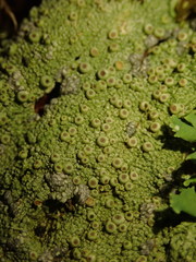 Coccotrema cucurbitula