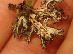 Sticta dendroides