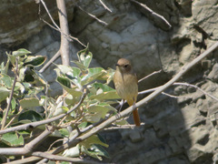 Phoenicurus auroreus