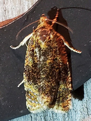 Olethreutes astrologana