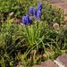 Muscari neglectum - Photo (c) Justin, μερικά δικαιώματα διατηρούνται (CC BY), uploaded by Justin