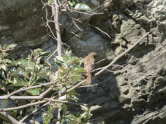 Phoenicurus auroreus