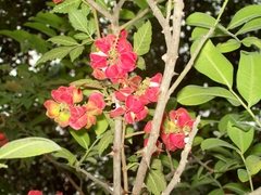 Paullinia