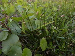 Eleocharis geniculata