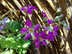 Primula malacoides