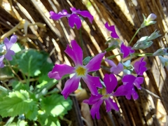 Primula malacoides