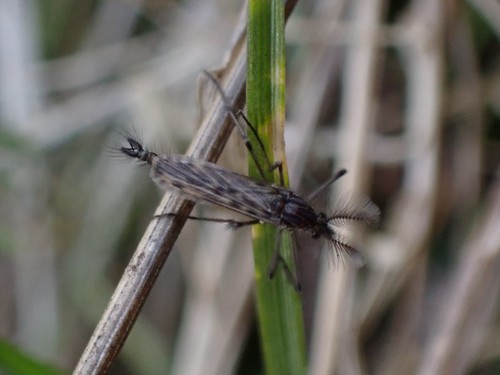 Chaoborus trivittatus photo 4