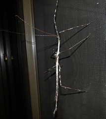 Bactrododema tiaratum