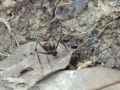 Dinomyrmex gigas