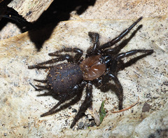 Porrhothele antipodiana