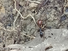 Dinomyrmex gigas