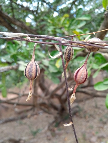 Barkeria uniflora (Barkeria uniflora)