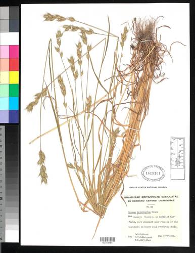 Interrupted Brome (Bromus interruptus)