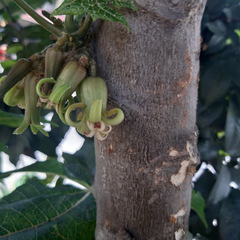 Caricaceae