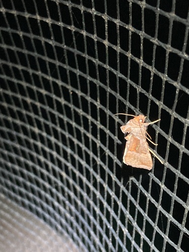 Pink-washed Looper Moth photo 4