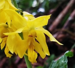 Calanthe striata