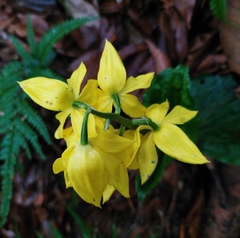 Calanthe striata