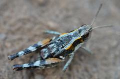 Sigaus piliferus