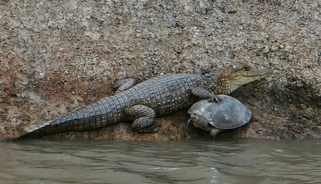 Six-Tubercled Amazon River Turtle