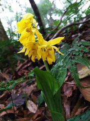 Calanthe striata