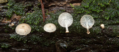 Mycena margarita