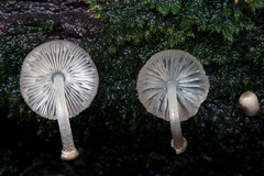 Mycena margarita