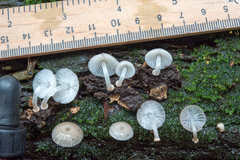 Mycena margarita