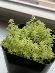 Sedum japonicum
