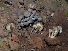 Lyophyllum anthracophilum