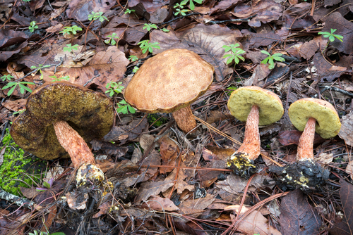 Russell's Bolete