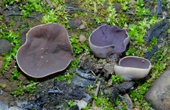 Daleomyces petersii