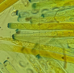 Daleomyces petersii