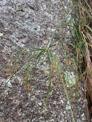Cyperus leptocladus
