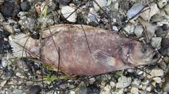 Rypticus maculatus