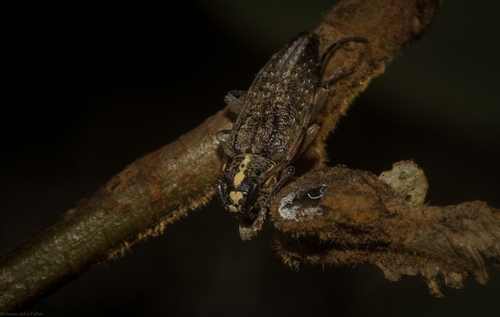Oricopis flavolineatus