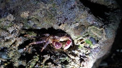 Pachygrapsus socius