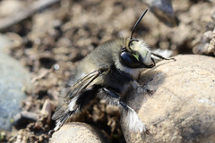 Anthophora pacifica