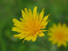 Krigia dandelion