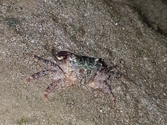 Pachygrapsus socius