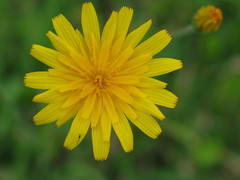 Krigia dandelion